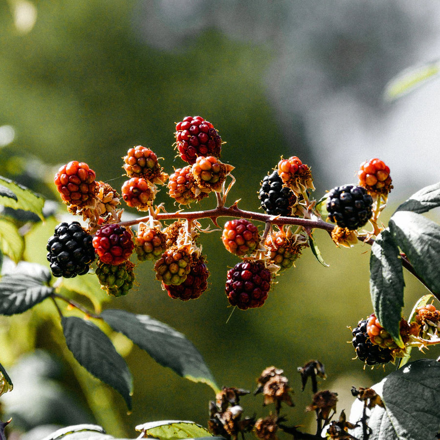 St. Eval Hawthorn & Berries Tealights