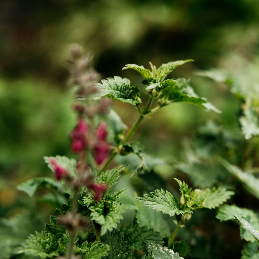 St. Eval Bergamont & Nettle Tealights