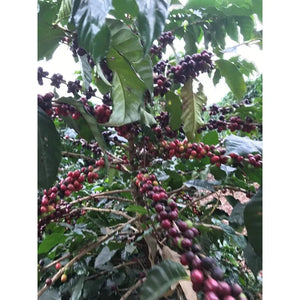 Well Roasted Brazilian Coffee - All
