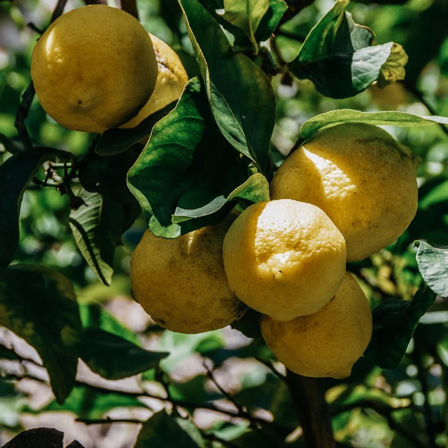 St. Eval Citronella Tealights