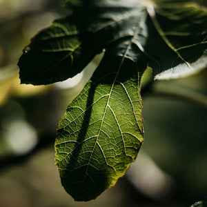St. Eval Fig Tree Candle Collection