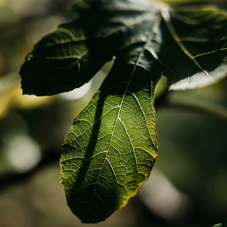 St. Eval Fig Tree Tin Candle