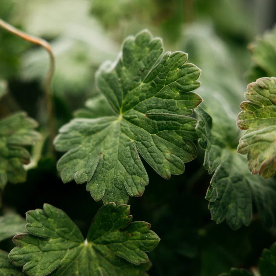 St. Eval Geranium Leaf Tealights
