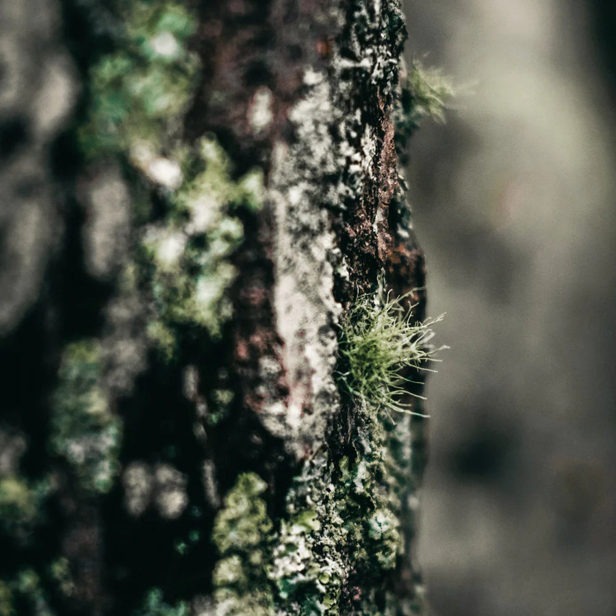 St. Eval Granite & Moss Tealights