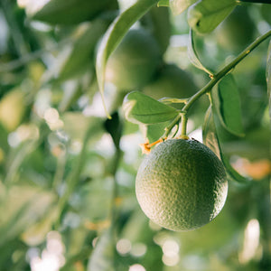 St. Eval Grapefruit & Lime Collection