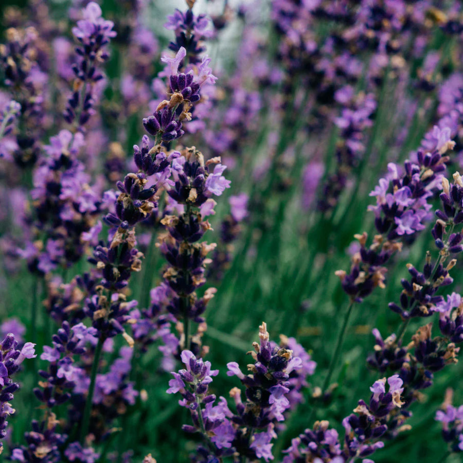 St. Eval Lavender Fields Tealights