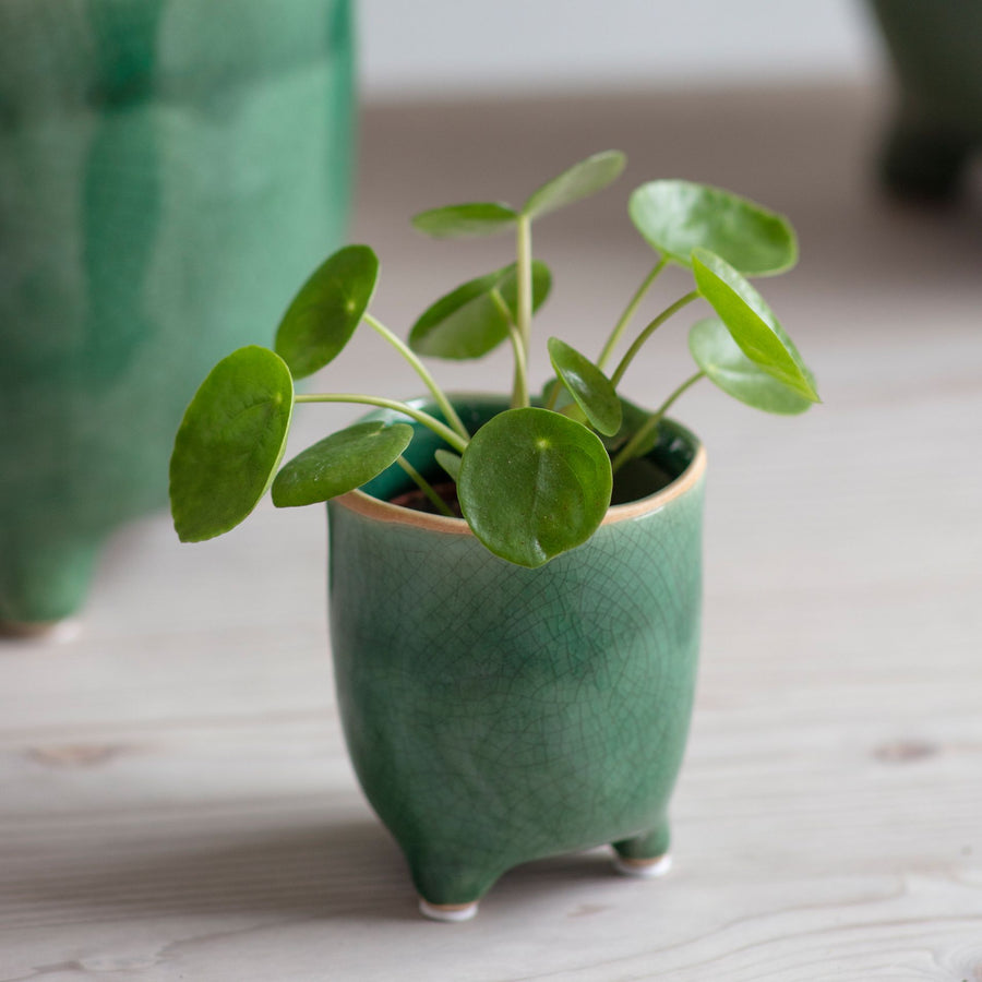 Garden Trading Forest Green 7.2cm Positano Pot