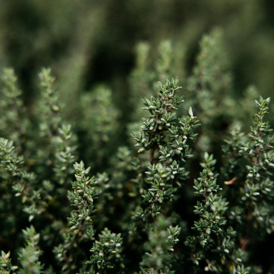 St. Eval Thyme & Mint Tealights