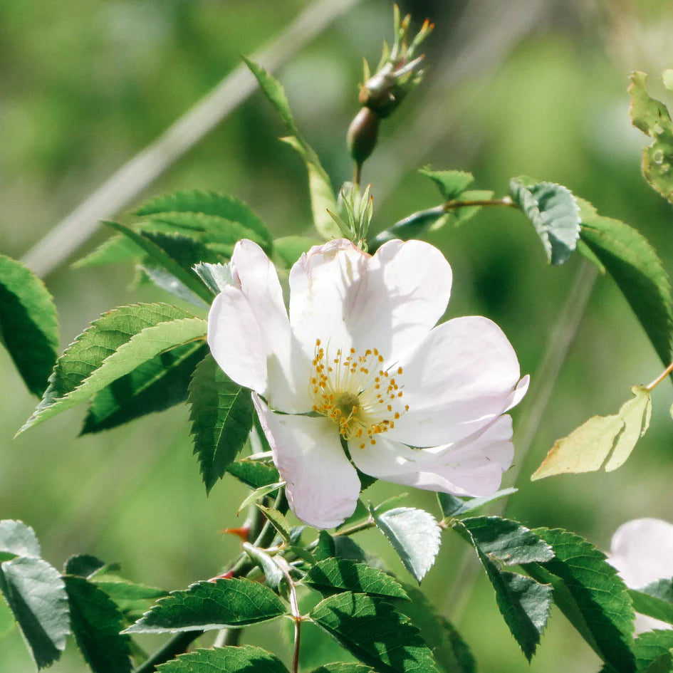 St. Eval Vintage Rose Diffuser Refill