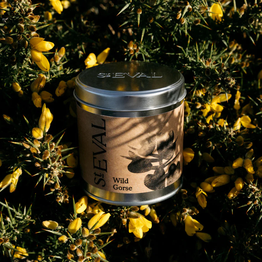 St. Eval Wild Gorse Tin Candle