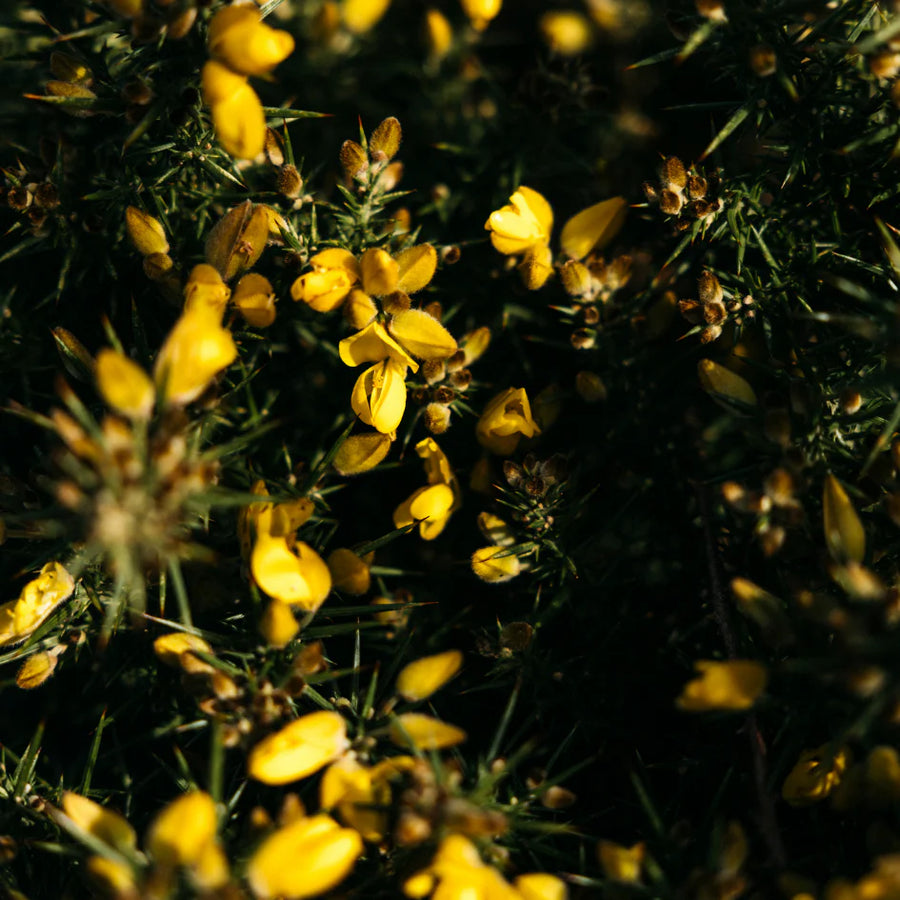St. Eval Wld Gorse Tealights